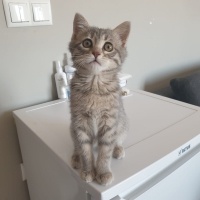 Tekir Kedi, Kedi  Luna fotoğrafı