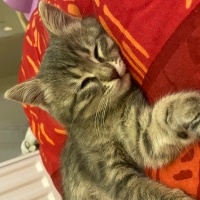 Tekir Kedi, Kedi  Luna fotoğrafı