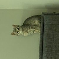 Tekir Kedi, Kedi  Luna fotoğrafı