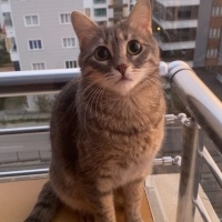 Tekir Kedi, Kedi  Luna fotoğrafı