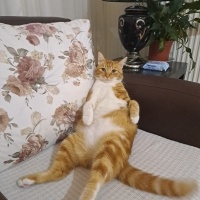 Tekir Kedi, Kedi  Minnoş fotoğrafı