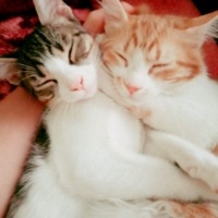 Sarman, Kedi  Pamuk ve zeytin fotoğrafı