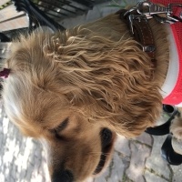 Amerikan Cocker Spaniel, Köpek  Prenses fotoğrafı