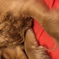 Amerikan Cocker Spaniel, Köpek  Prenses fotoğrafı