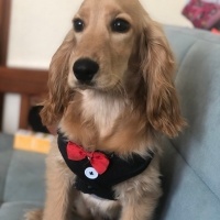 İngiliz Cocker Spaniel, Köpek  Bobie fotoğrafı