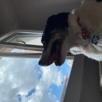 Border Collie, Köpek  Hera fotoğrafı