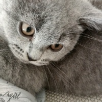 British Shorthair, Kedi  Mia fotoğrafı