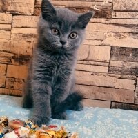 British Shorthair, Kedi  Ares fotoğrafı