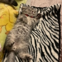 Scottish Fold, Kedi  Ceddi duman fotoğrafı