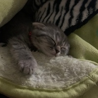 Scottish Fold, Kedi  Ceddi duman fotoğrafı