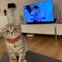 Scottish Fold, Kedi  Ceddi duman fotoğrafı