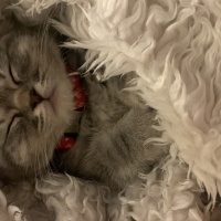 Scottish Fold, Kedi  Ceddi duman fotoğrafı
