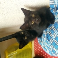 Bombay, Kedi  Kömür, zeytin fotoğrafı