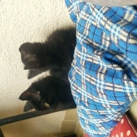 Bombay, Kedi  Kömür, zeytin fotoğrafı