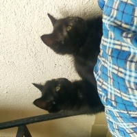 Bombay, Kedi  Kömür, zeytin fotoğrafı