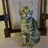 Tekir Kedi, Kedi  KIRÇIL fotoğrafı