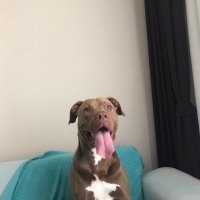 Amerikan Pitbull Terrier, Köpek  Herkül fotoğrafı