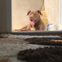 Amerikan Pitbull Terrier, Köpek  Herkül fotoğrafı