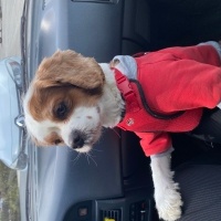 Cavalier King Charles Spanieli, Köpek  Fındık fotoğrafı