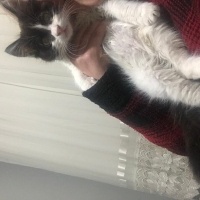 American Wirehair, Kedi  Ücretsiz cins melez kedi paspas fotoğrafı