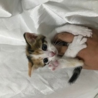 Tekir Kedi, Kedi  Premsese acik yuva fotoğrafı