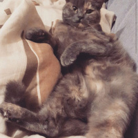 İran Kedisi (Persian), Kedi  Puli fotoğrafı