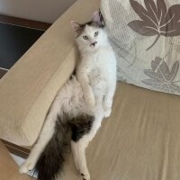 Ankara Kedisi, Kedi  Paşa fotoğrafı