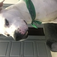 Dogo Arjantin, Köpek  Ares fotoğrafı