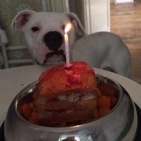 Dogo Arjantin, Köpek  Ares fotoğrafı