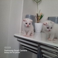 Scottish Fold, Kedi  kaymak ve sütlaç fotoğrafı