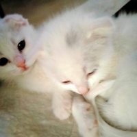 Scottish Fold, Kedi  kaymak ve sütlaç fotoğrafı