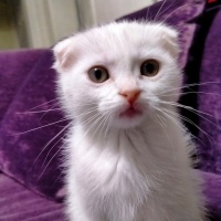 Scottish Fold, Kedi  kaymak ve sütlaç fotoğrafı