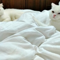 Scottish Fold, Kedi  kaymak ve sütlaç fotoğrafı