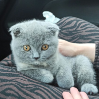 Scottish Fold, Kedi  Suşi fotoğrafı