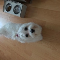 Maltese, Köpek  Lily fotoğrafı
