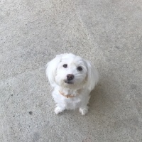 Maltese, Köpek  Milka fotoğrafı