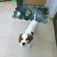 Cavalier King Charles Spanieli, Köpek  Boby fotoğrafı