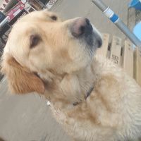 Golden Retriever, Köpek  Badem fotoğrafı