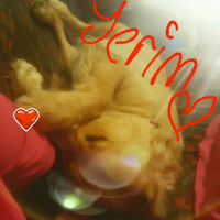 Golden Retriever, Köpek  Badem fotoğrafı