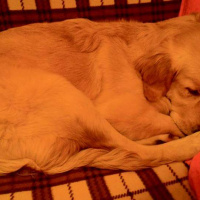 Golden Retriever, Köpek  Badem fotoğrafı