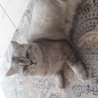 British Longhair, Kedi  Ponçik fotoğrafı
