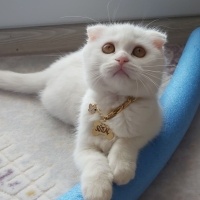 Scottish Fold, Kedi  Sütlaç fotoğrafı