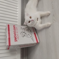 Scottish Fold, Kedi  Sütlaç fotoğrafı
