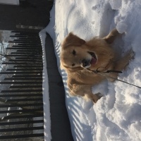 Golden Retriever, Köpek  barney fotoğrafı