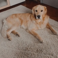 Golden Retriever, Köpek  barney fotoğrafı