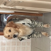 Golden Retriever, Köpek  barney fotoğrafı