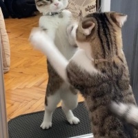 Tekir Kedi, Kedi  Paşa fotoğrafı