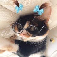 Tekir Kedi, Kedi  Paşa fotoğrafı