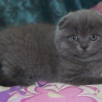 British Shorthair, Kedi  Duman fotoğrafı