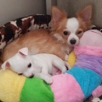 Chihuahua, Köpek  Happy fotoğrafı